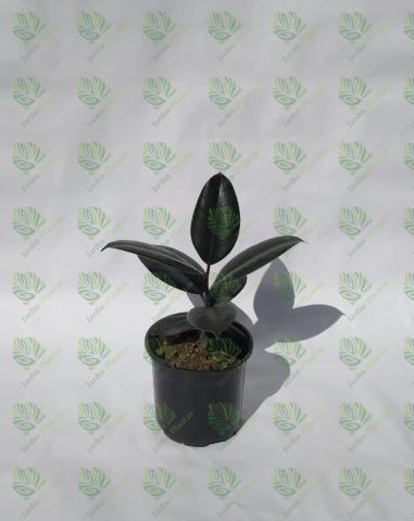 Planta Gomero Burgundy Tamaño Chica