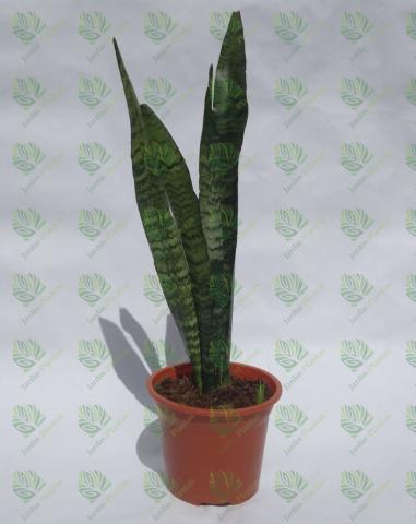 Planta Sanseviera Zeylani Tamaño Mediana