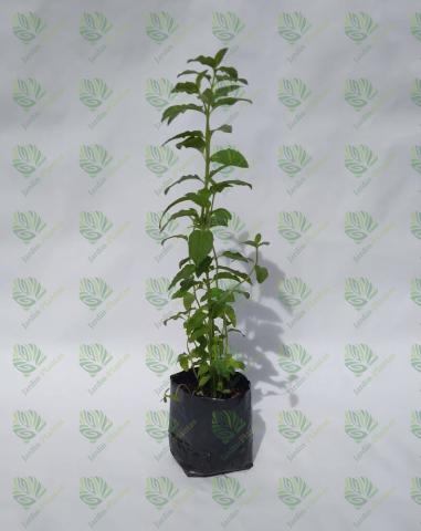 Planta Yerba Buena Tamaño Chica